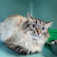 FIRST, chat à adopter