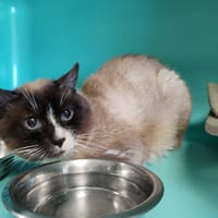 BEBOU QCT, chat à adopter