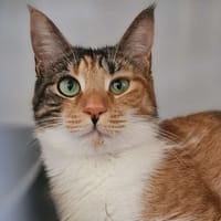 Diva, chatte à adopter