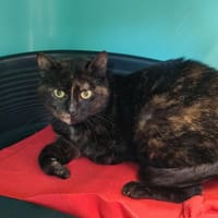 ISHA QCT, chatte à adopter