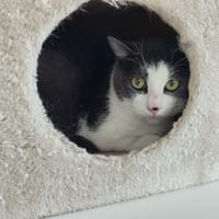MAUNALOA QCT, chatte à adopter