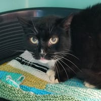 KATLA QCT, chatte à adopter