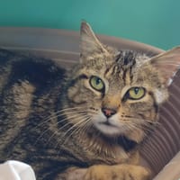 STROMBOLI QCT, chat à adopter