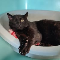 MERAPI QCT, chat à adopter