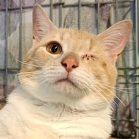 Myfouend, chat à adopter