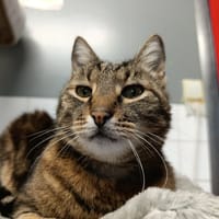 Peaky, chat à adopter