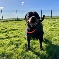 O'TEMPO, chien à adopter