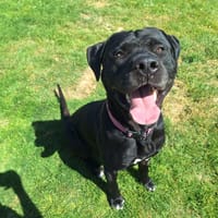 phloky, chien à adopter