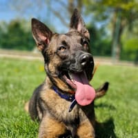 DENVER, chien à adopter