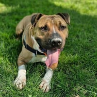 ROSKO TWO, chien à adopter