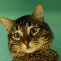 Stark, chat à adopter