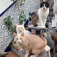 LUCA, BOMBON et IRIS, chatte à adopter