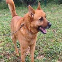 FREDO, chien à adopter