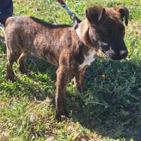 MAX, chien à adopter