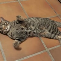 INDI, chatte à adopter