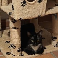 MILIE, chatte à adopter