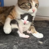 LOTUS, chat à adopter