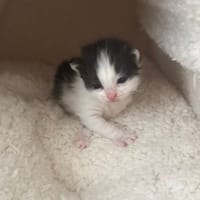 CITRUS, chat à adopter