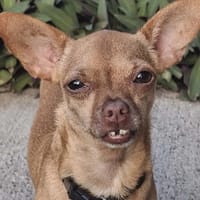 Monsieur Coco !, chien à adopter