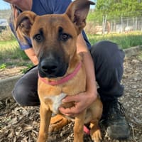 SAMI, chienne à adopter