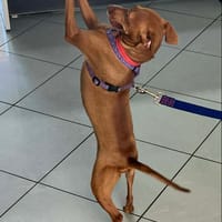 TASHI, chienne à adopter