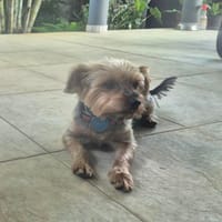 LADY, chienne à adopter