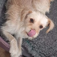 LALITA, chienne à adopter