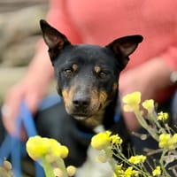 TUCKER (Maria), chien à adopter