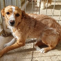 LUNA (Union Animal), chienne à adopter