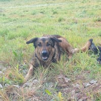 Iko, chien à adopter