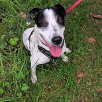 Vador l'adorable petit guerrier tripatte, chien à adopter