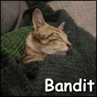 Bandit, chat à adopter