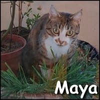 Maya, chatte à adopter
