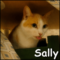 Sally, chatte à adopter