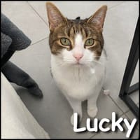 Lucky, chat à adopter