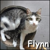 Flynn, chat à adopter