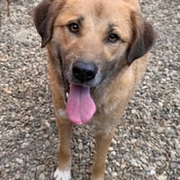 Belle, chienne à adopter