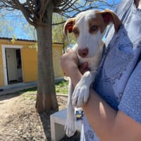 TURBO, chien à adopter