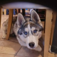 Buzz, chien à adopter