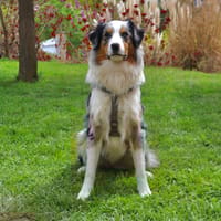 Alto, chien à adopter