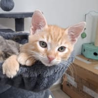 Paquito, chat à adopter