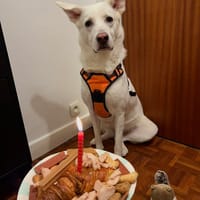 Winnie, chienne à adopter