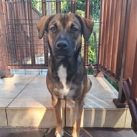 À l’adoption : NAMEA, chiot Berger Créole femelle, chienne à adopter