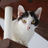 À l’adoption : KALICY, chaton femelle européen, chatte à adopter