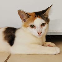 À l’adoption : MINA, chaton femelle type européen, chatte à adopter