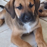 À l’adoption : RAYLEUR, Chiot Berger Créole mâle, chien à adopter