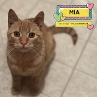 MIA, gatto femmina da adottare
