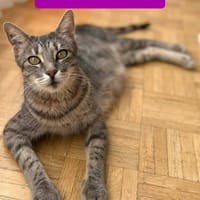 CAPADOCCIA PEUT ÊTRE ADOPTÉE AVEC UN DE SES CHATONS, chatte à adopter