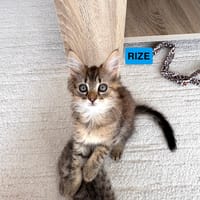 RIZE A ADOPTER AVEC SA SŒUR ALANYA, chat à adopter