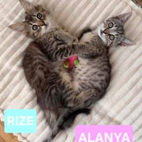 RIZE ET ALANYA, chat à adopter